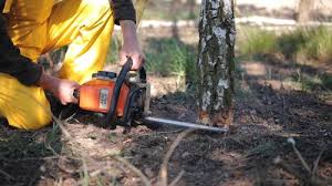 Tree and Shrub Care in Golden Triangle, NJ