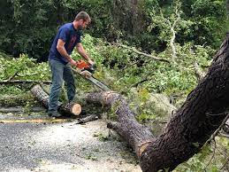  Golden Triangle, NJ Tree Services Pros