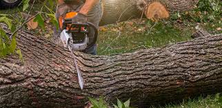 Best Tree Health Inspection  in Golden Triangle, NJ