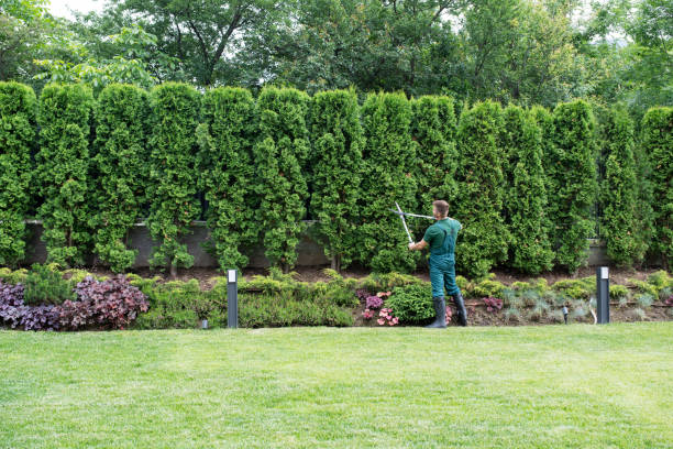 Best Tree Disease Treatment  in Golden Triangle, NJ