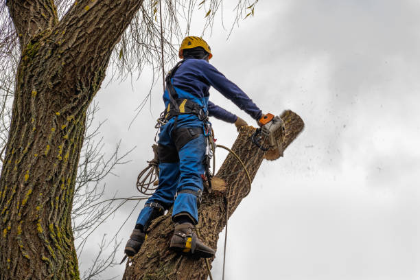 Best Hedge Trimming  in Golden Triangle, NJ